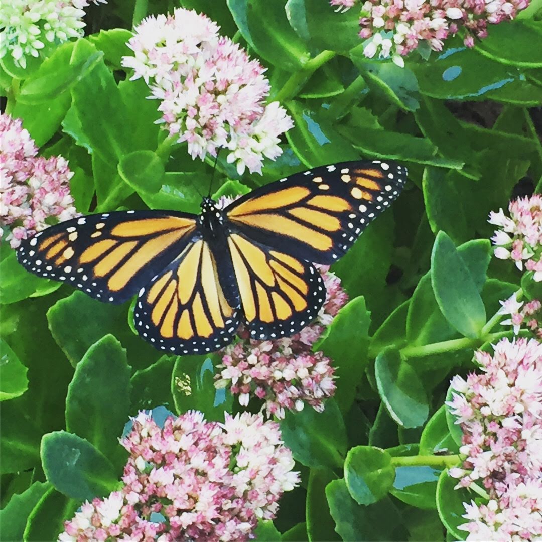 Monarch butterfly on flowers